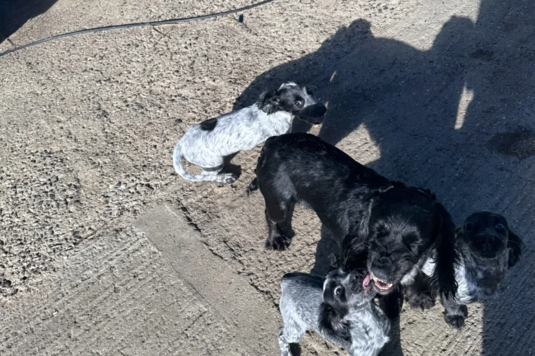 Cocker Spaniel (Working)