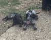 Cocker Spaniel (Working)
