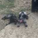 Cocker Spaniel (Working)