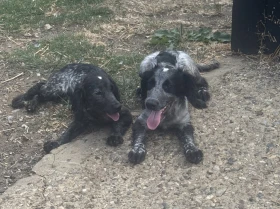 Cocker Spaniel (Working)