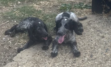 Cocker Spaniel (Working)