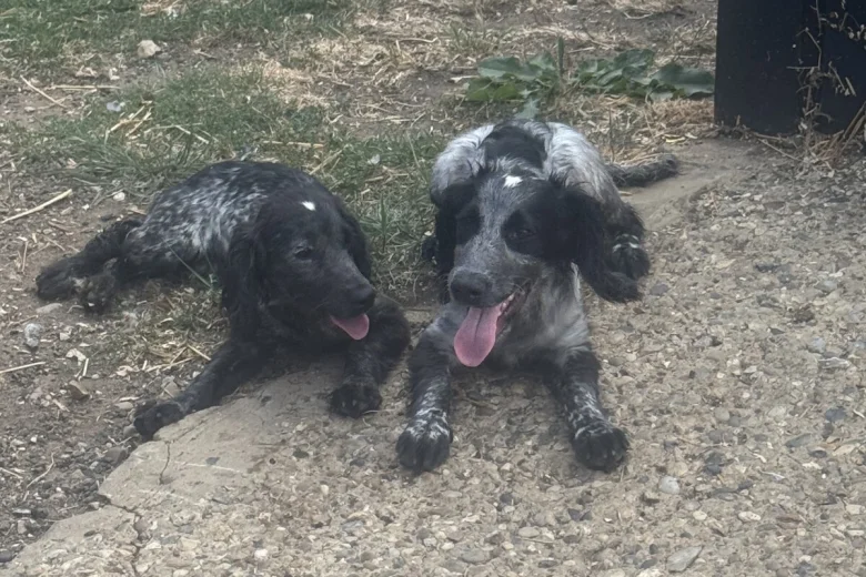 Cocker Spaniel (Working)