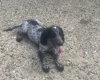 Cocker Spaniel (Working)