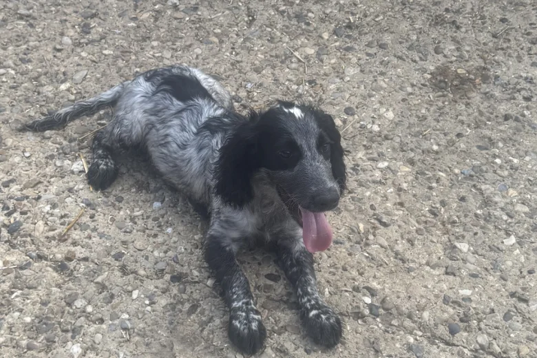 Cocker Spaniel (Working)