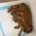 Cocker Spaniel (Show)