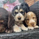 Cocker Spaniel (Show)