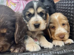 Cocker Spaniel (Show)
