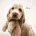 Cocker Spaniel (Show)