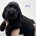 Cocker Spaniel (Show)