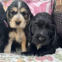Cocker Spaniel (Show)