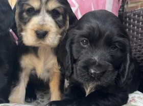 Cocker Spaniel (Show)