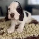 Cocker Spaniel (Show)
