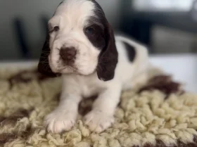 Cocker Spaniel (Show)
