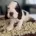 Cocker Spaniel (Show)