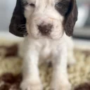 Cocker Spaniel (Show)