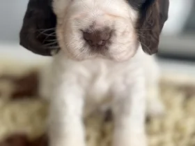 Cocker Spaniel (Show)