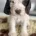 Cocker Spaniel (Show)