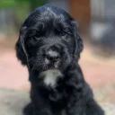 Cocker Spaniel (Show)