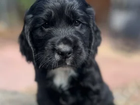 Cocker Spaniel (Show)