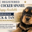 Cocker Spaniel (Show)