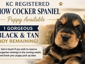 Cocker Spaniel (Show)