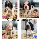 Cocker Spaniel (Show)