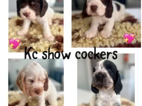 Cocker Spaniel (Show)