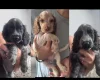 Cocker Spaniel (Show)