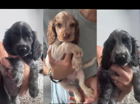 Cocker Spaniel (Show)