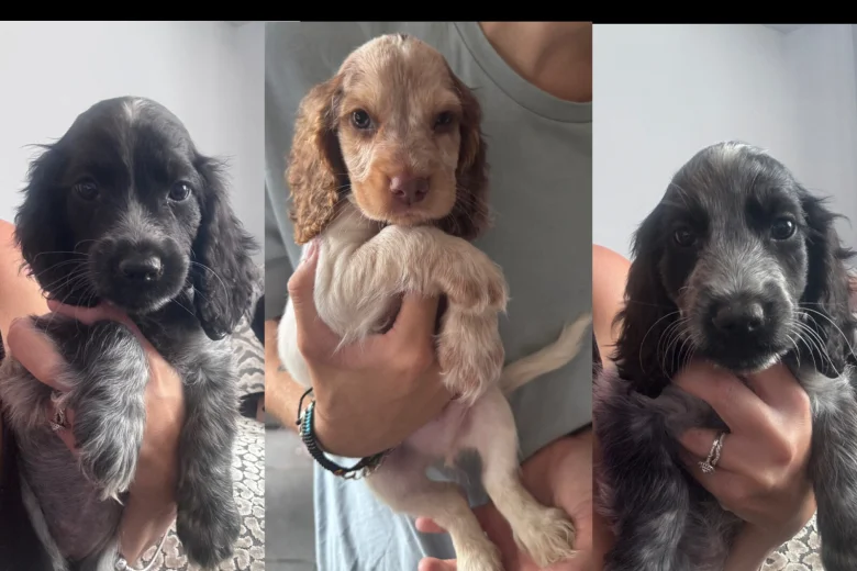 Cocker Spaniel (Show)