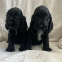 Cocker Spaniel (Show)