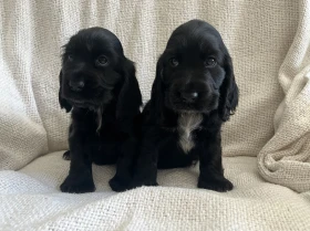 Cocker Spaniel (Show)