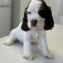 Cocker Spaniel (Show)