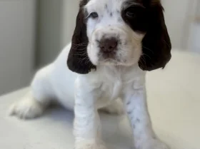 Cocker Spaniel (Show)