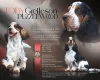 Cocker Spaniel (Show)
