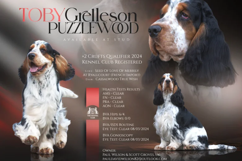 Cocker Spaniel (Show)