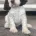Cocker Spaniel (Show)