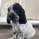 Cocker Spaniel (Show)