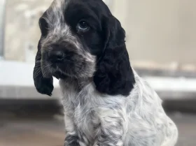 Cocker Spaniel (Show)