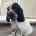 Cocker Spaniel (Show)