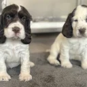 Cocker Spaniel (Show)