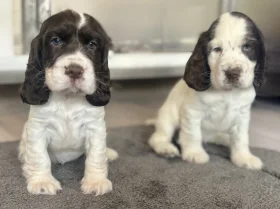 Cocker Spaniel (Show)