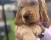 Cocker Spaniel (Show)