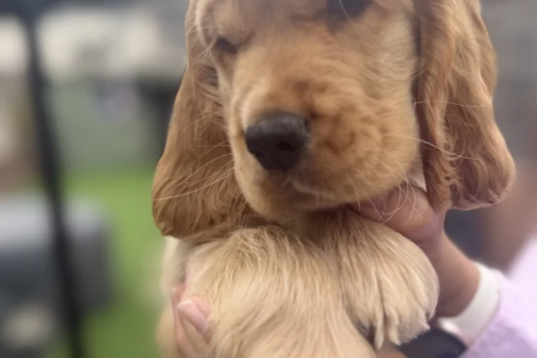 Cocker Spaniel (Show)