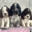 Cocker Spaniel (Show)