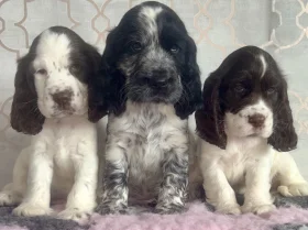 Cocker Spaniel (Show)