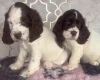 Cocker Spaniel (Show)