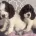 Cocker Spaniel (Show)