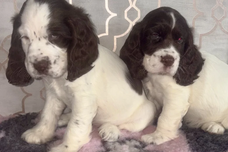 Cocker Spaniel (Show)