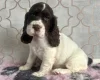 Cocker Spaniel (Show)